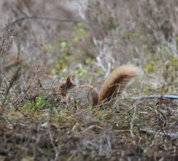 Red Squirrel at Loch Garten